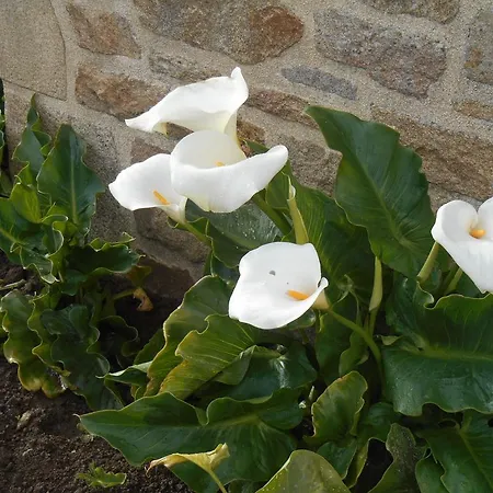 Domaine De Kervail Couette-café Quimperlé